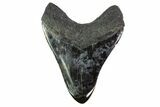 Fossil Megalodon Tooth (Polished Tip) - Georgia #151566-2